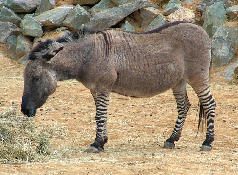 rezonans